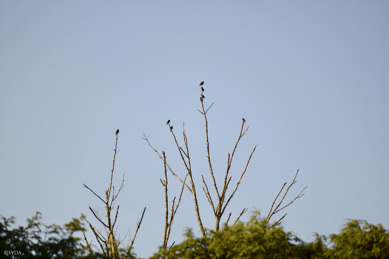 Nature Image