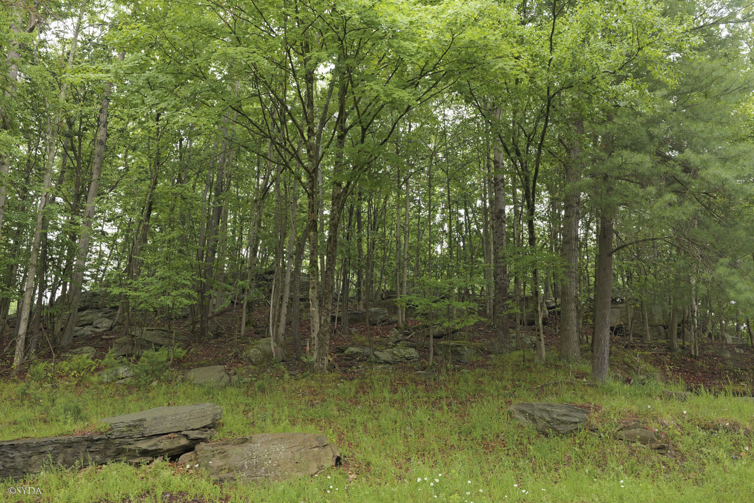 Nature Image