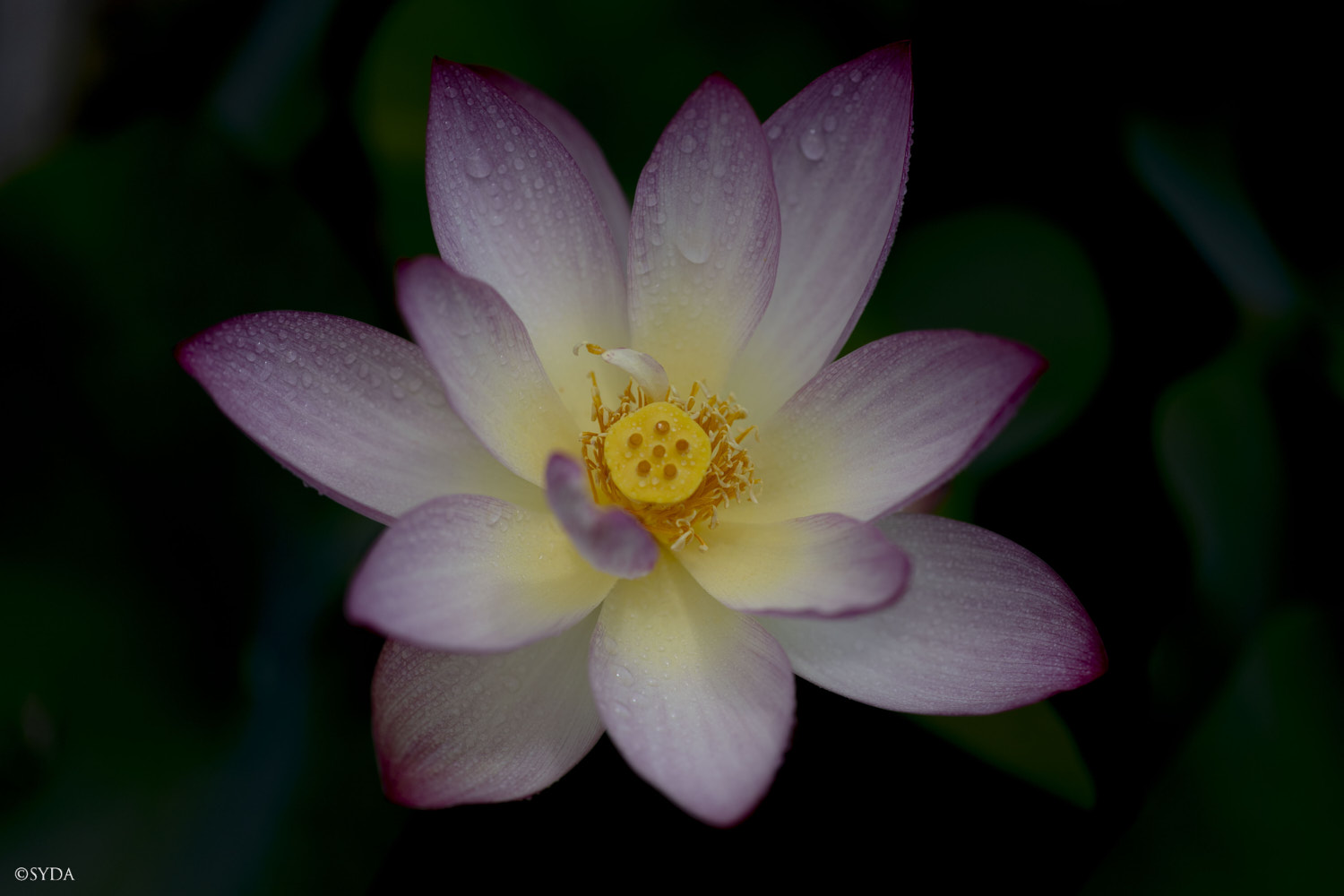 Nature Image