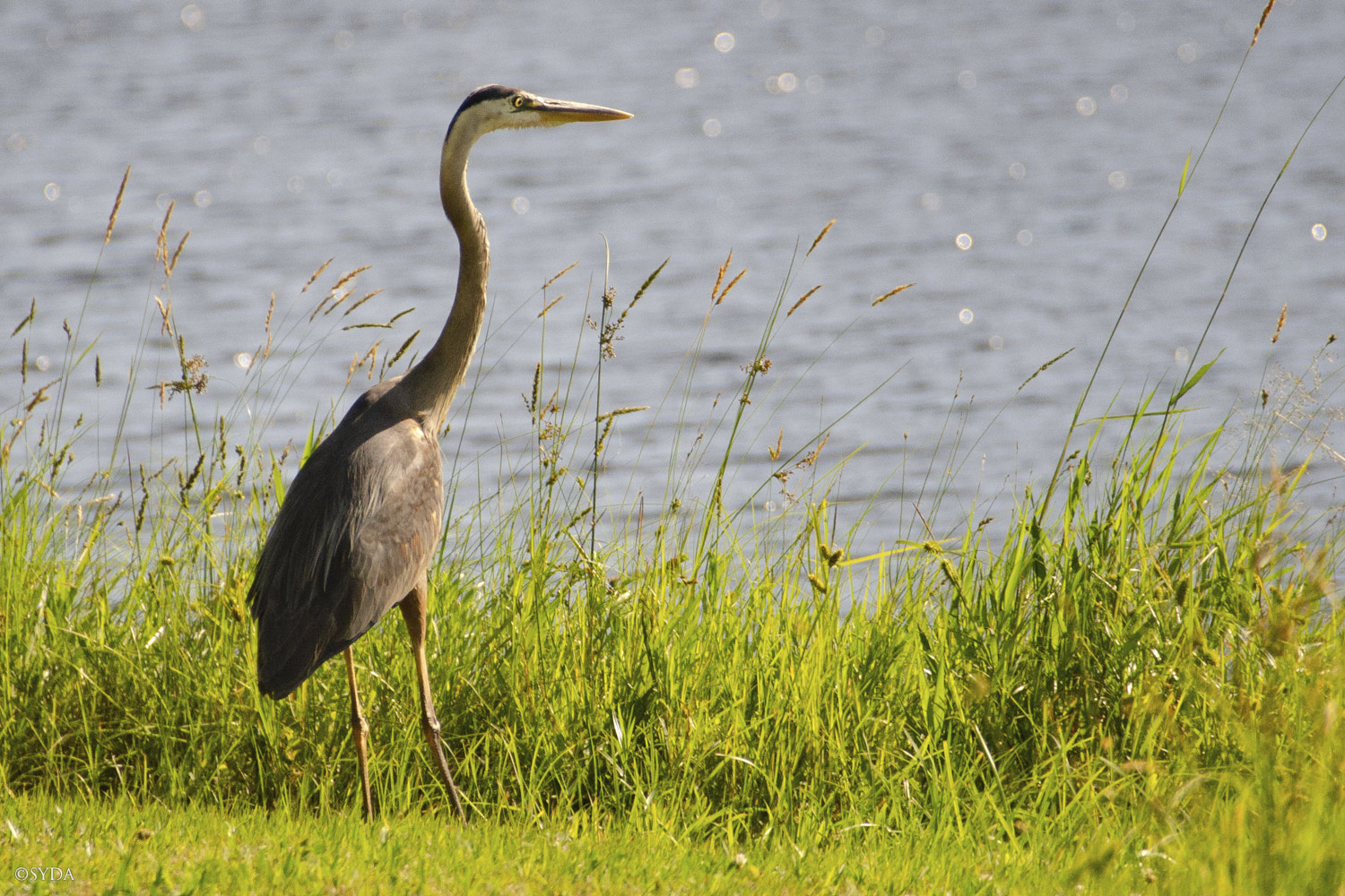 Nature Image