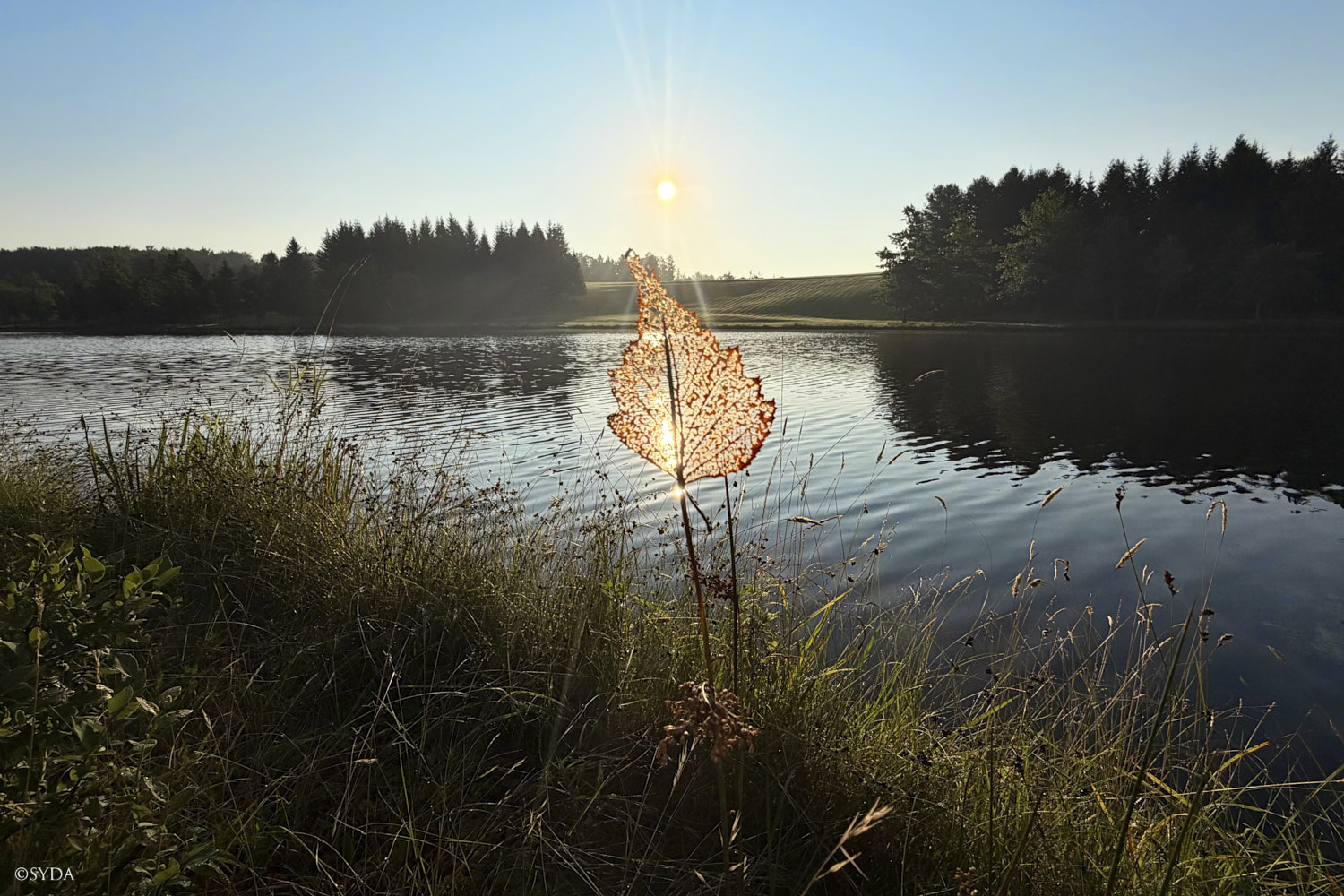 Nature Image