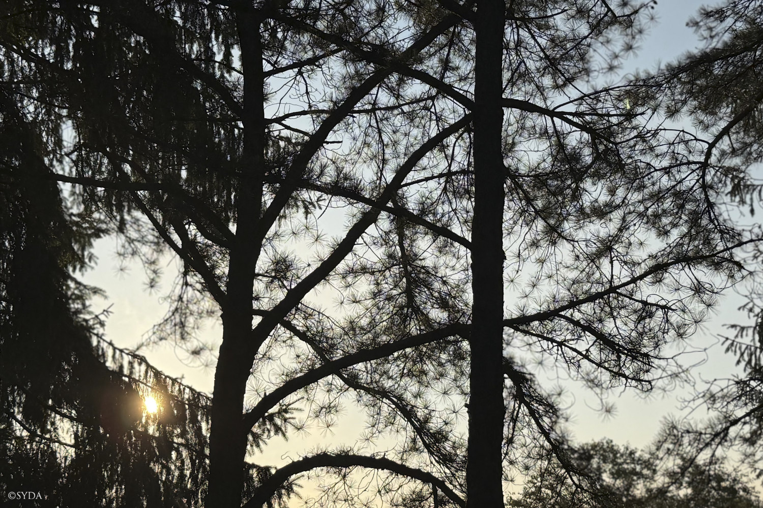 Nature Image