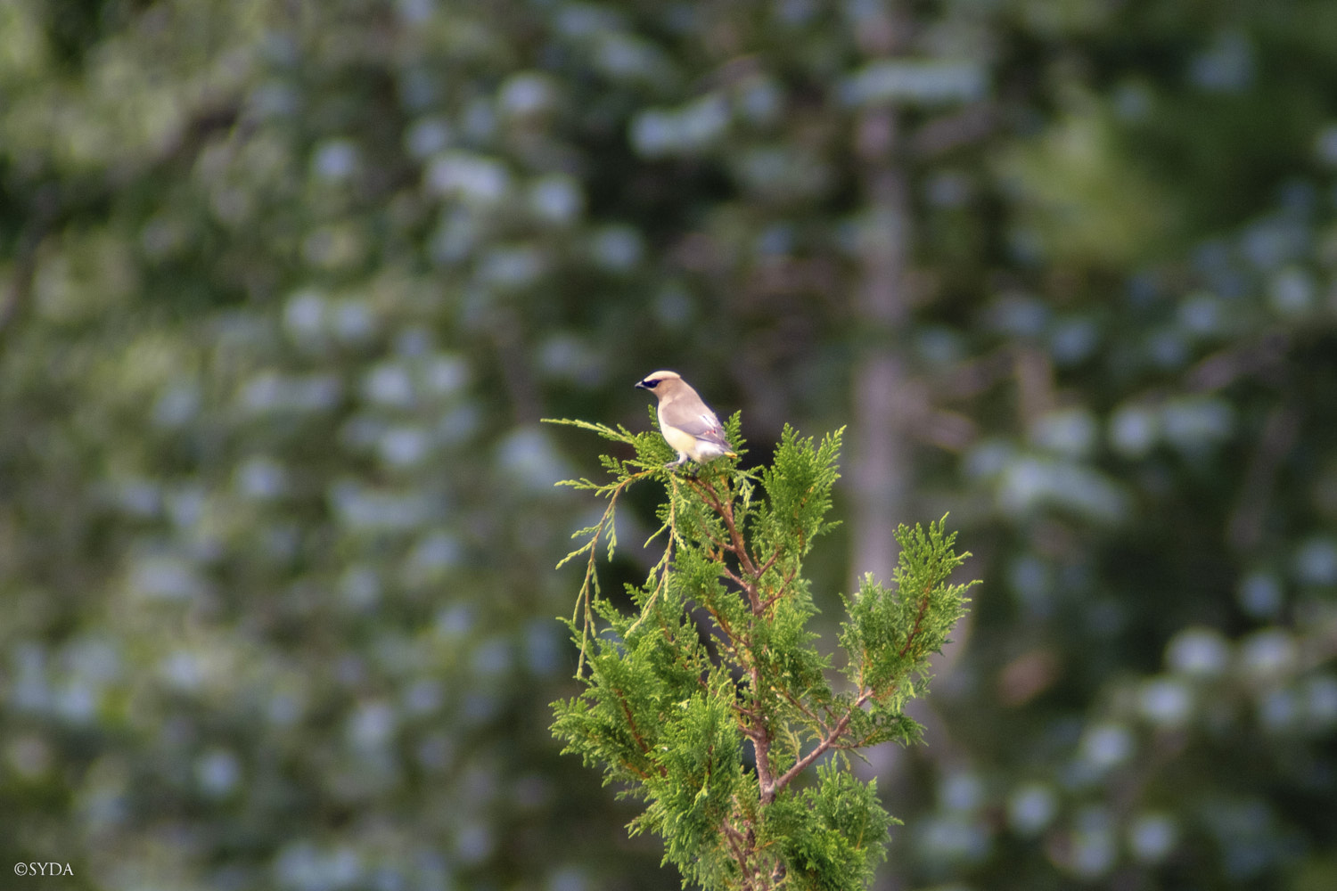 Nature Image