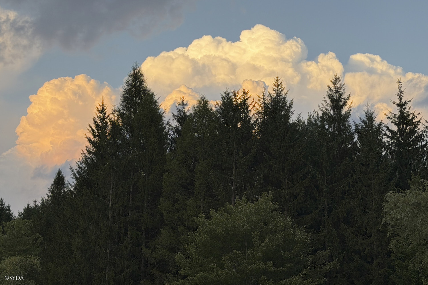 Nature Image