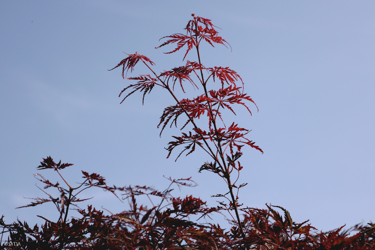 Nature Image