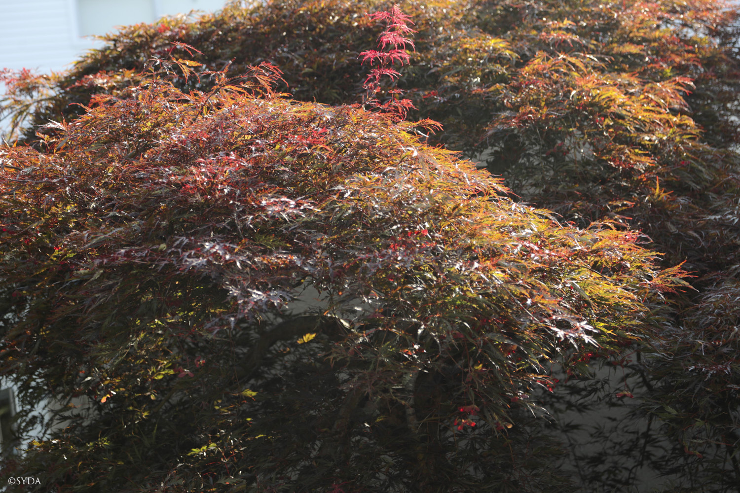 Nature Image