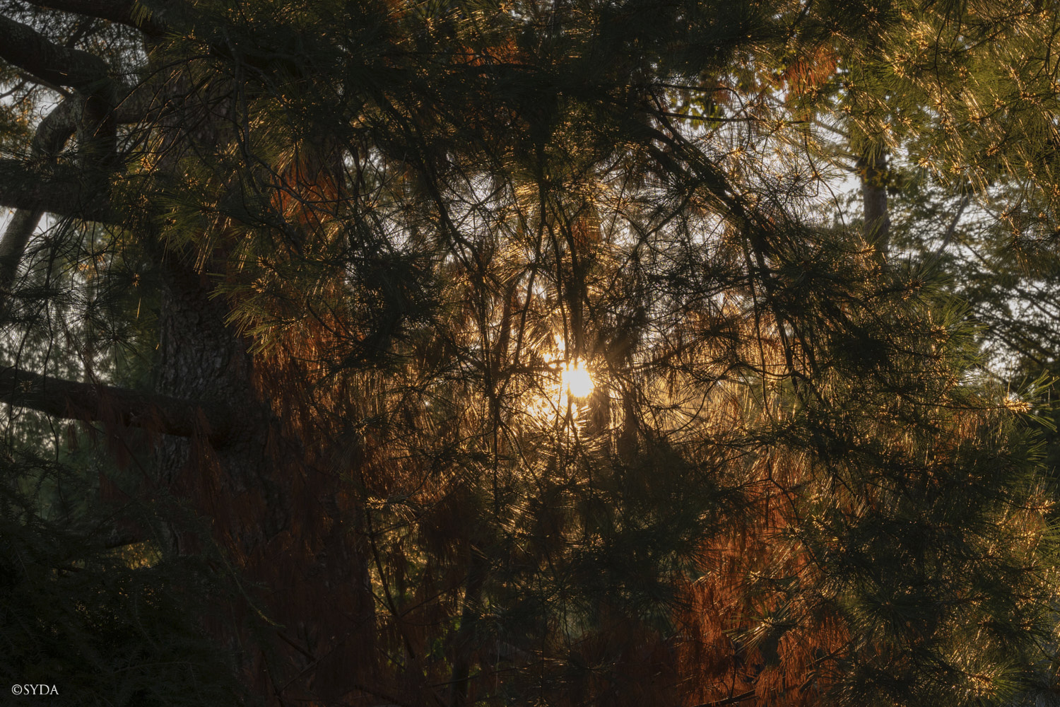 Nature Image