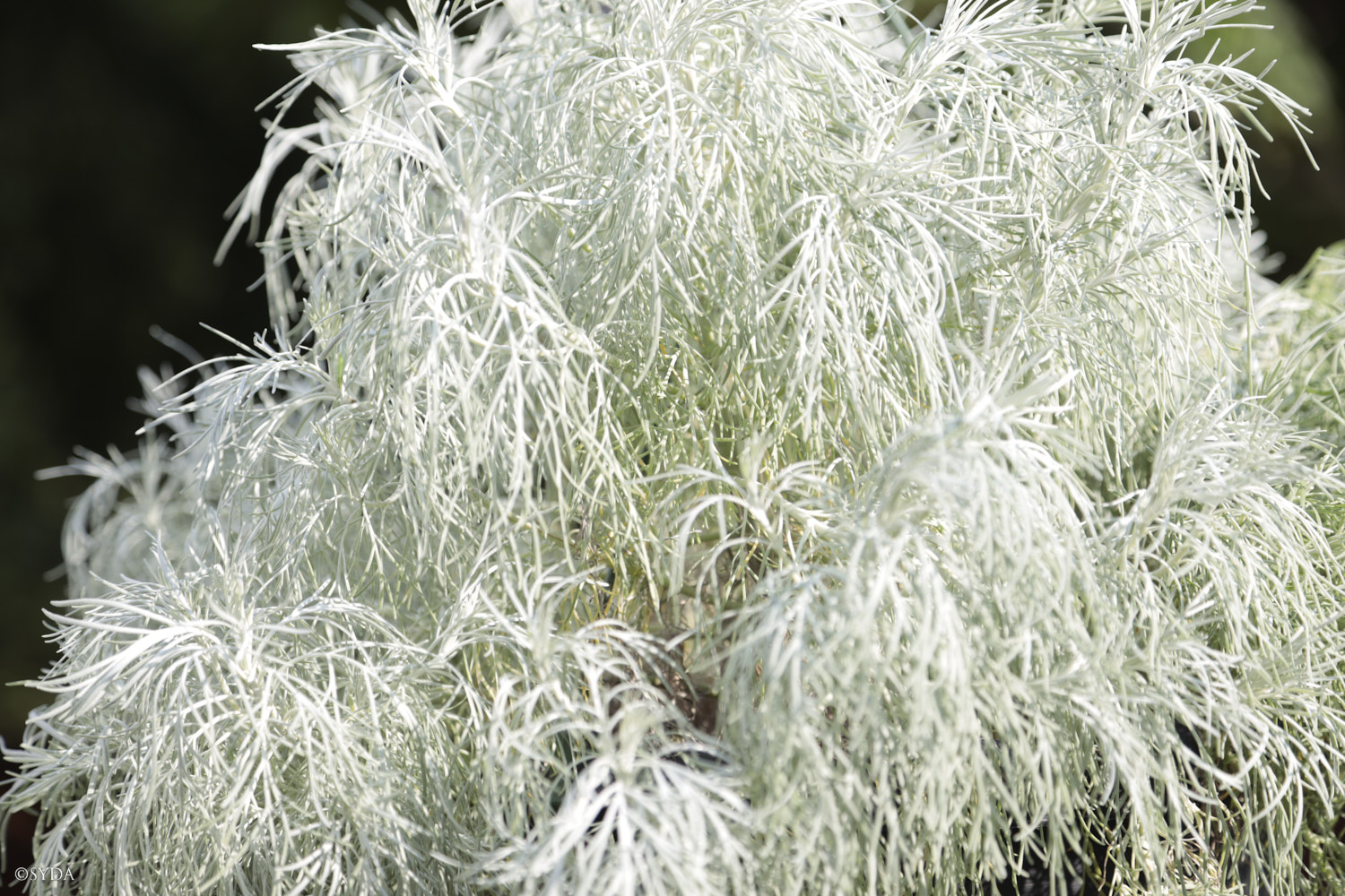 Nature Image