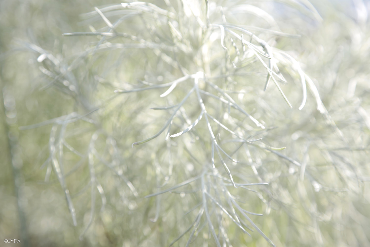 Nature Image