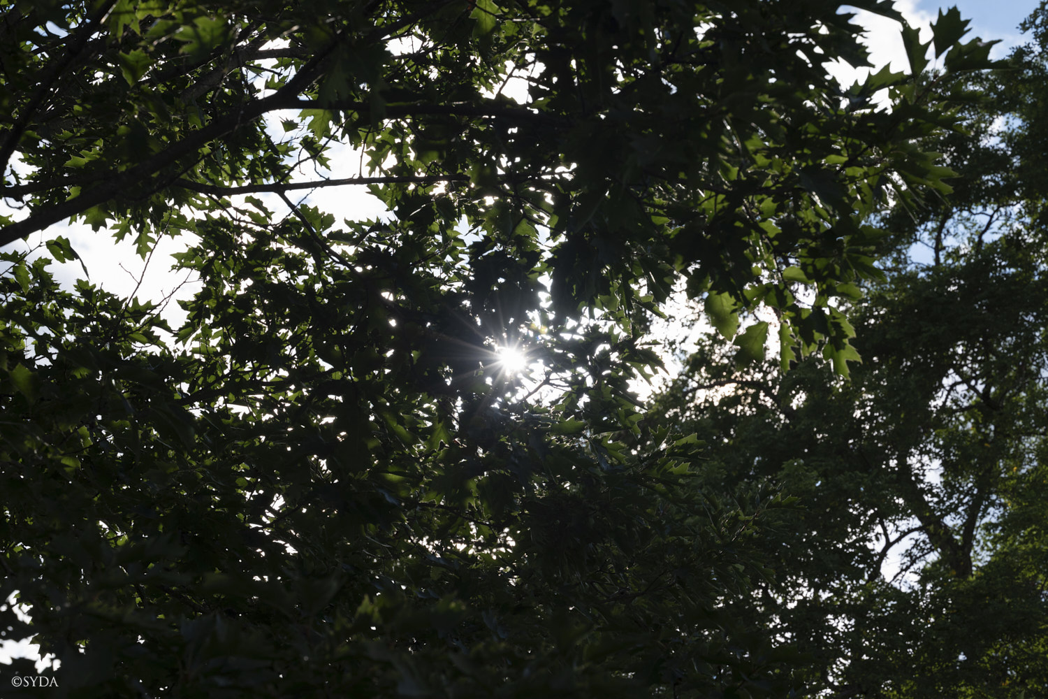 Nature Image