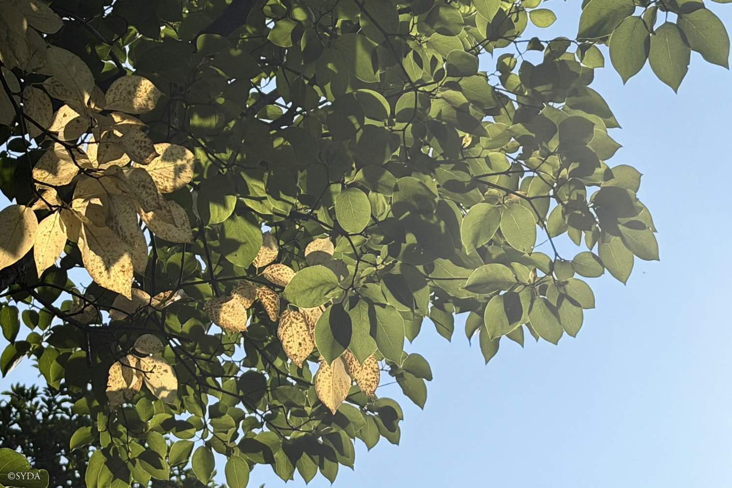 Nature Image