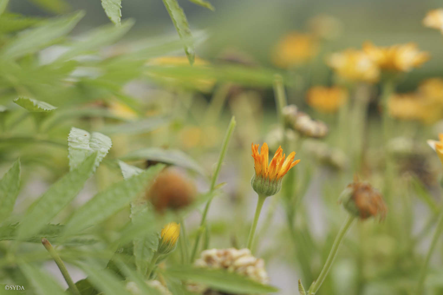 Nature Image