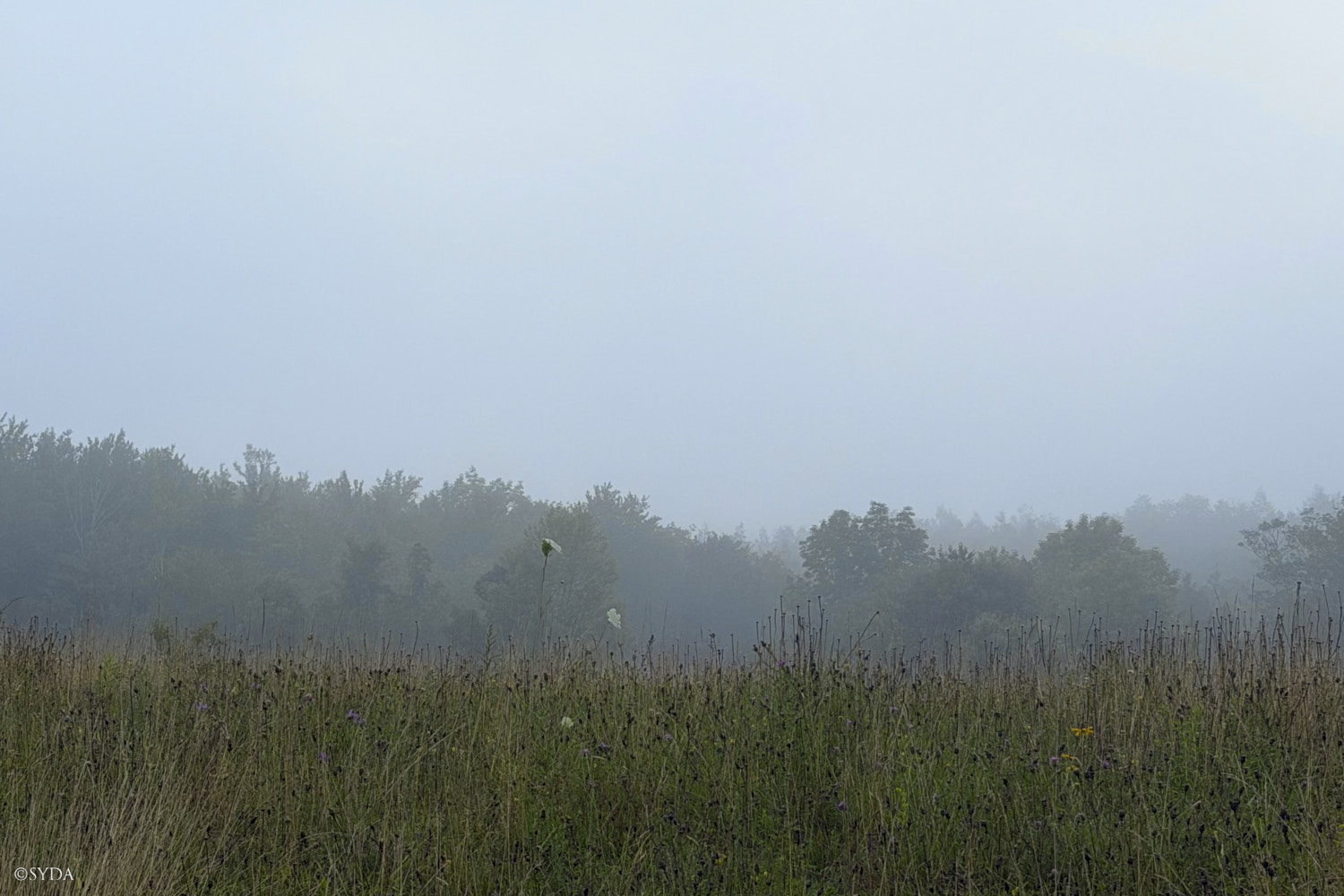 Nature Image