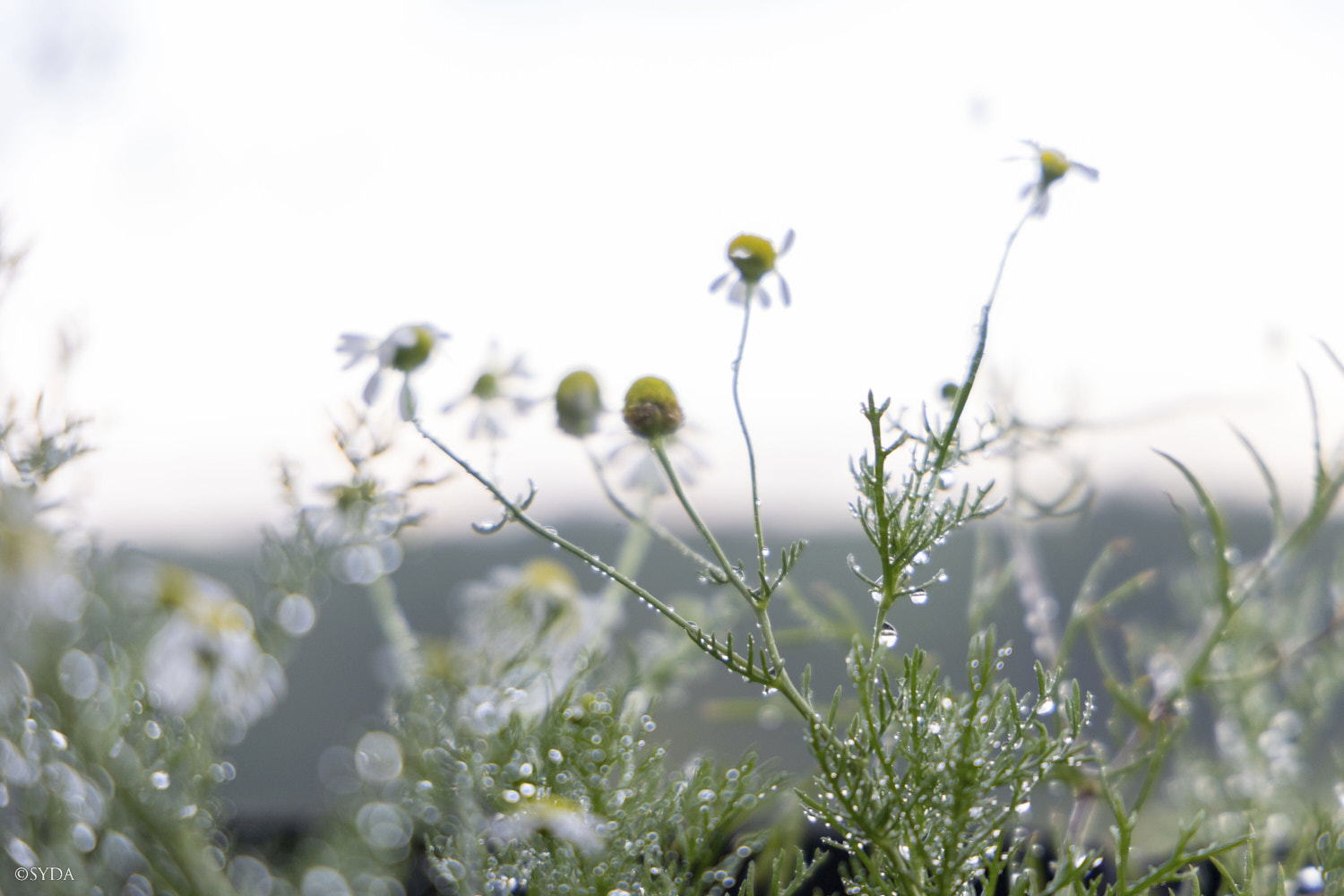 Nature Image