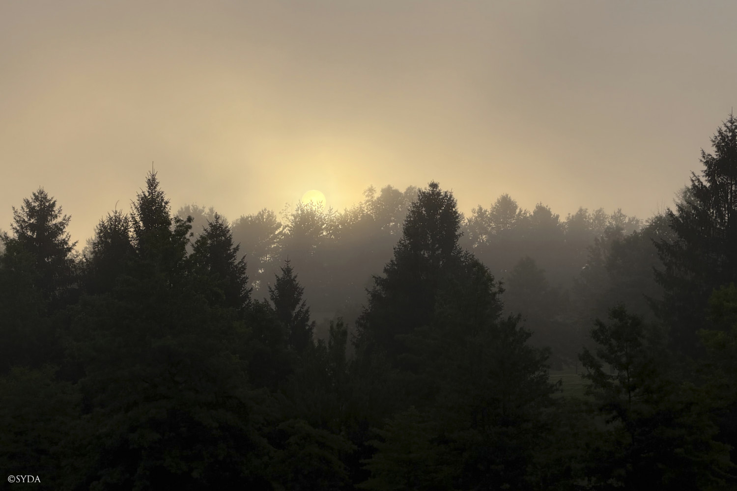 Nature Image