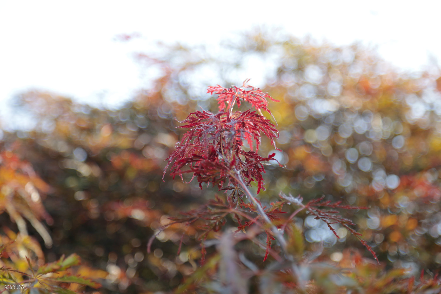 Nature Image