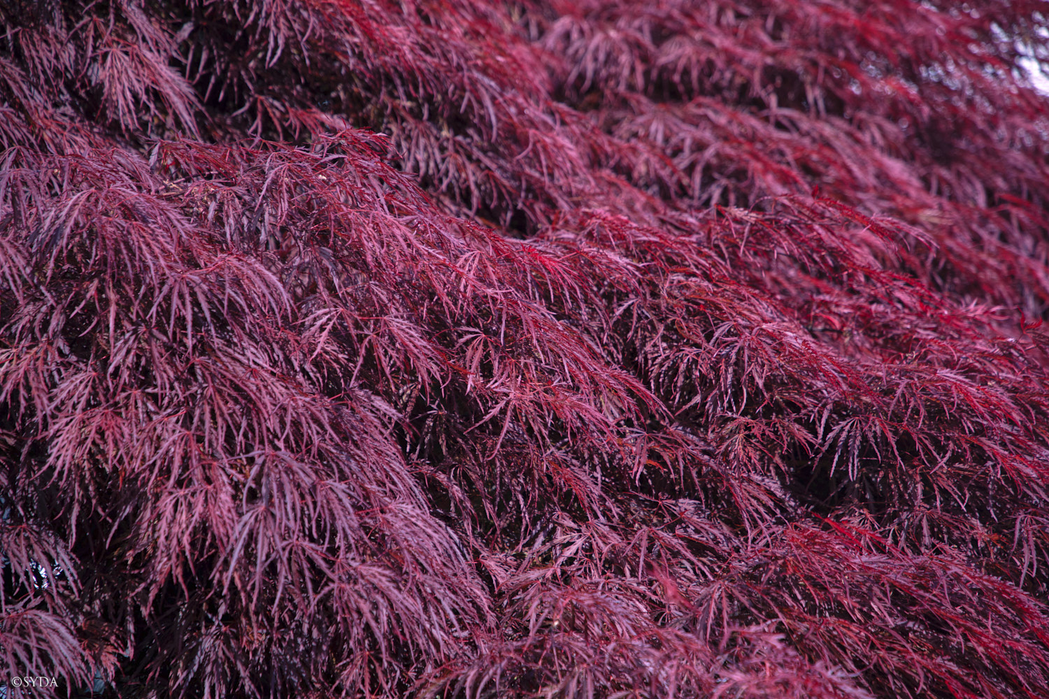 Nature Image