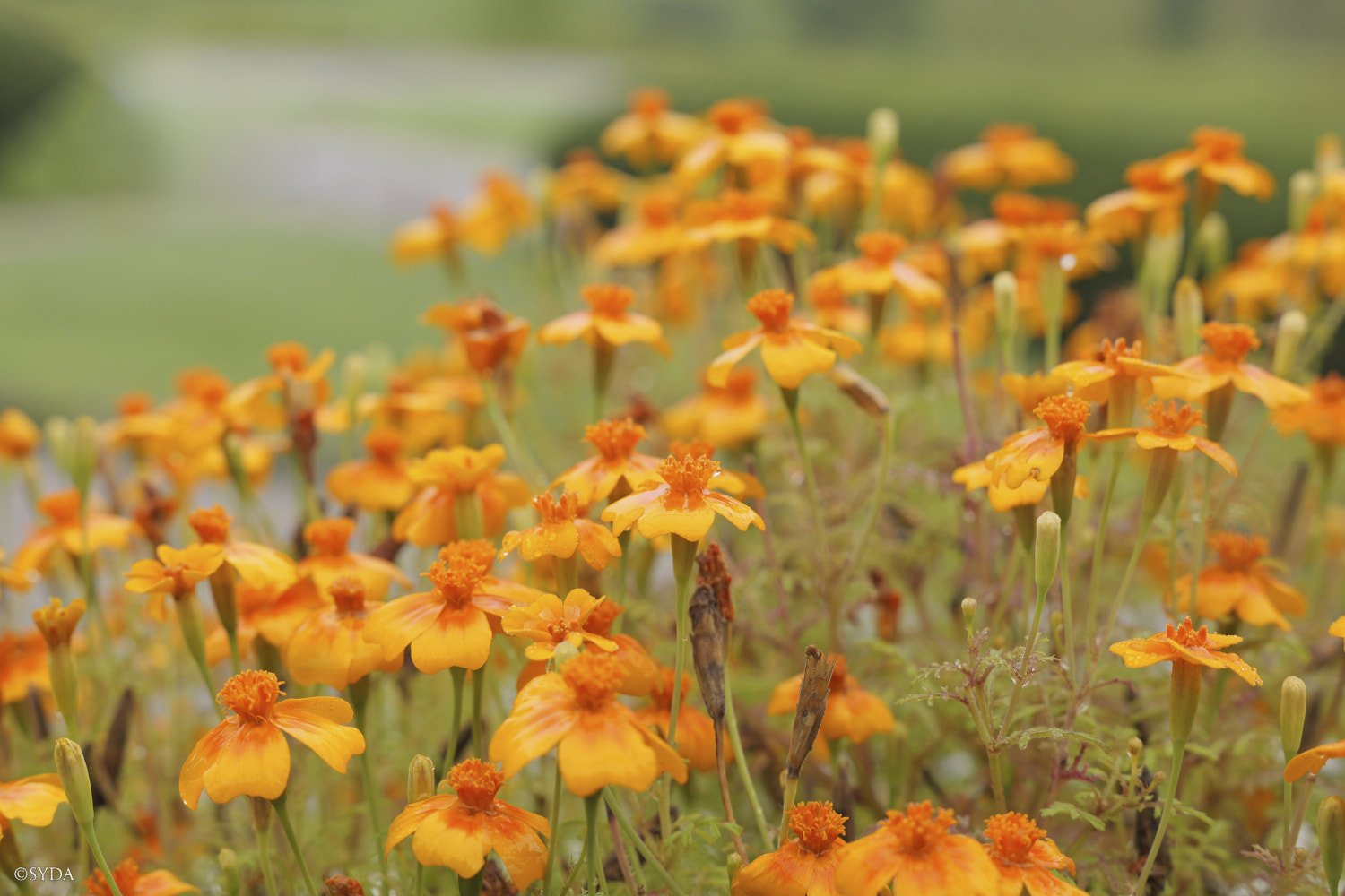 Nature Image