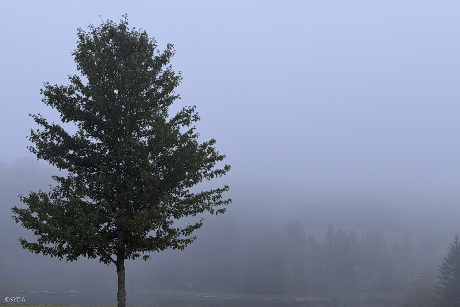 Nature Image