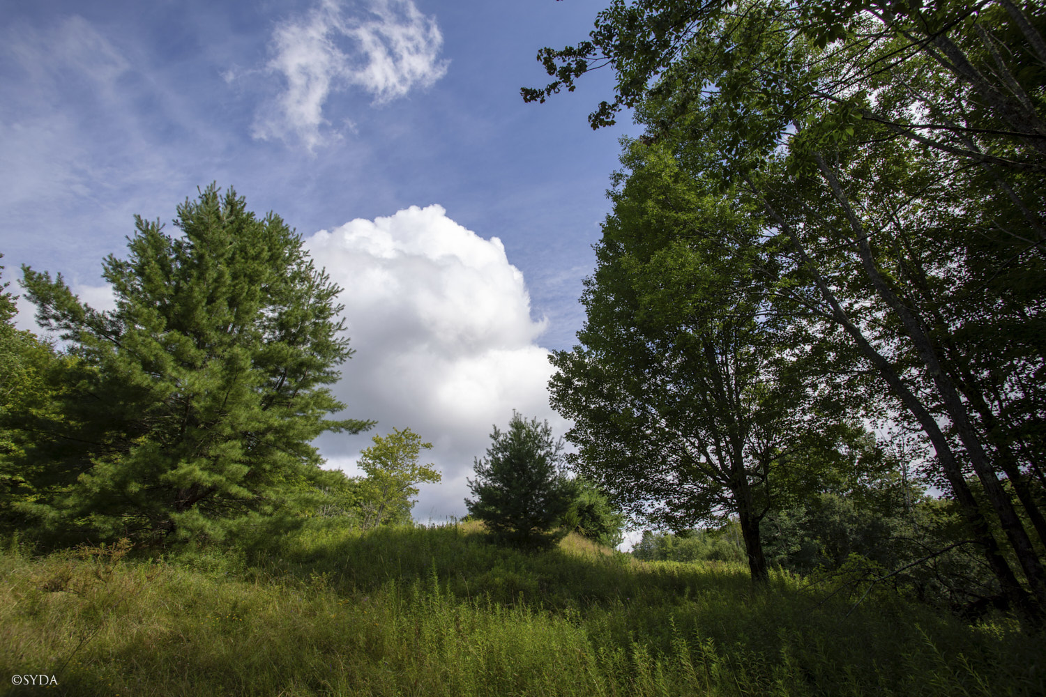 Nature Image