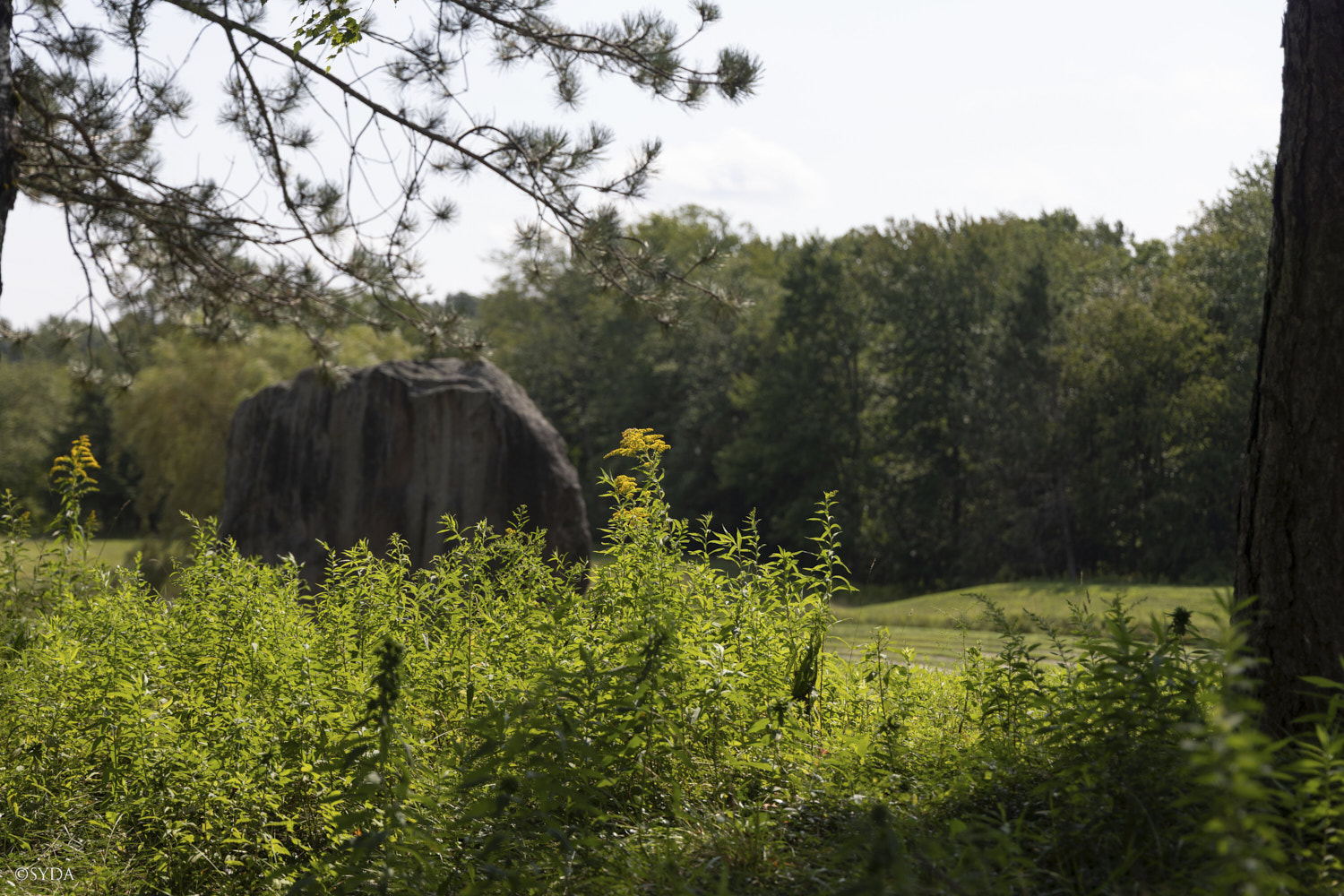 Nature Image