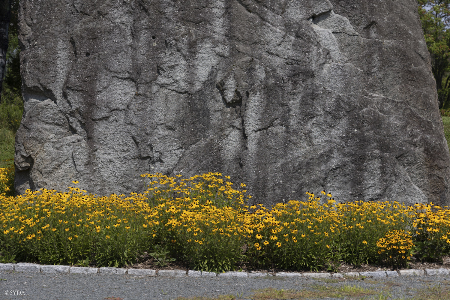 Nature Image