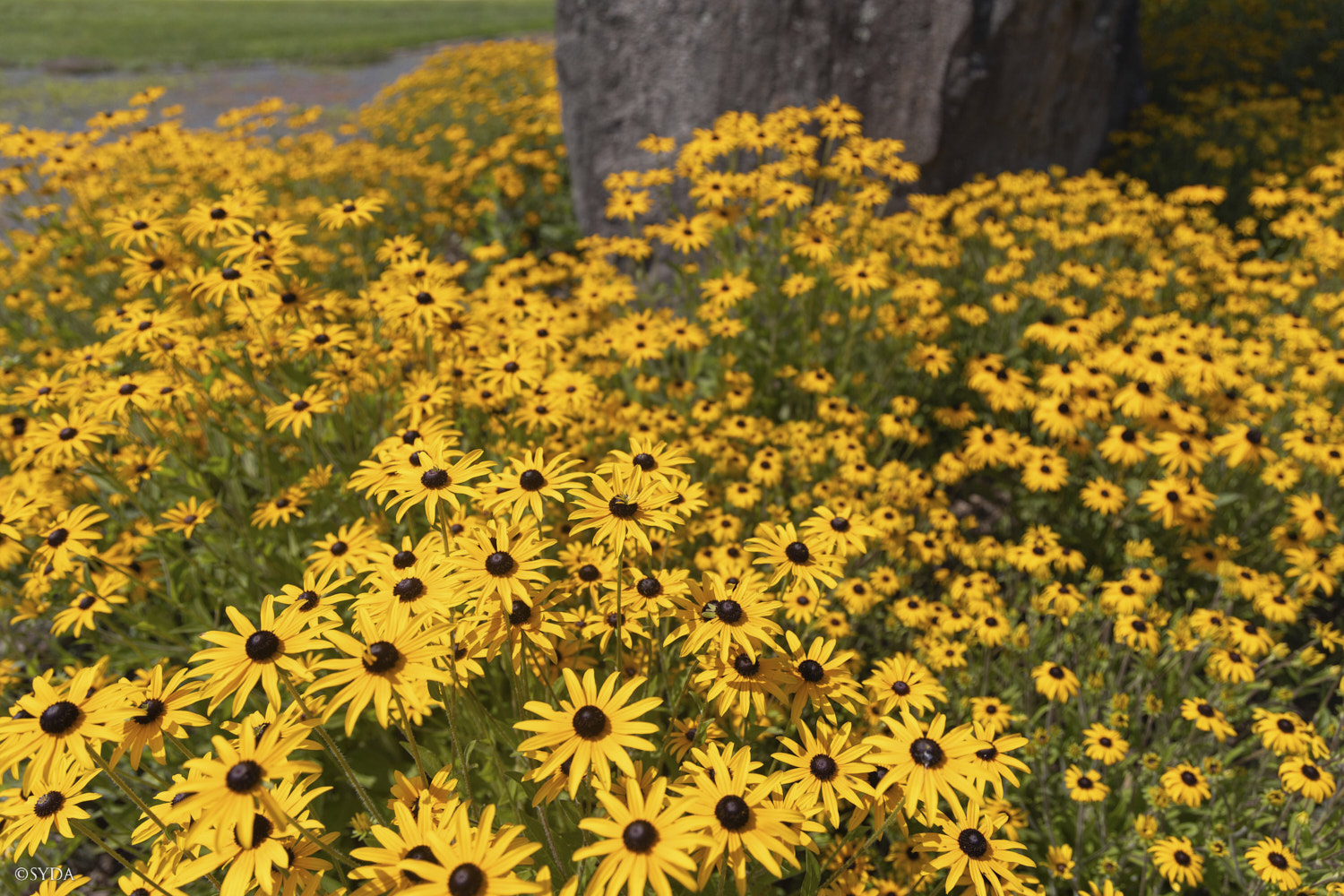 Nature Image