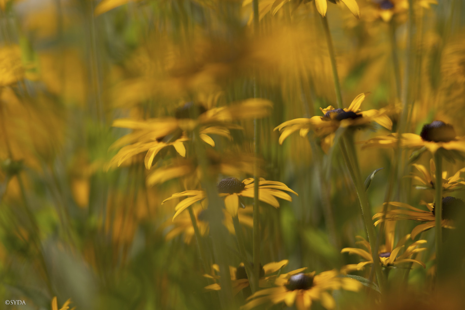 Nature Image