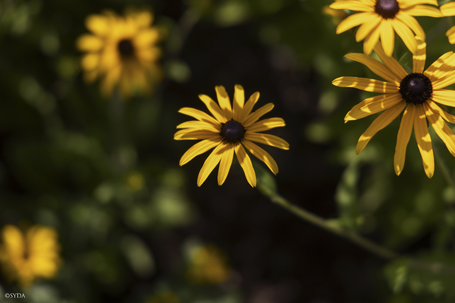 Nature Image