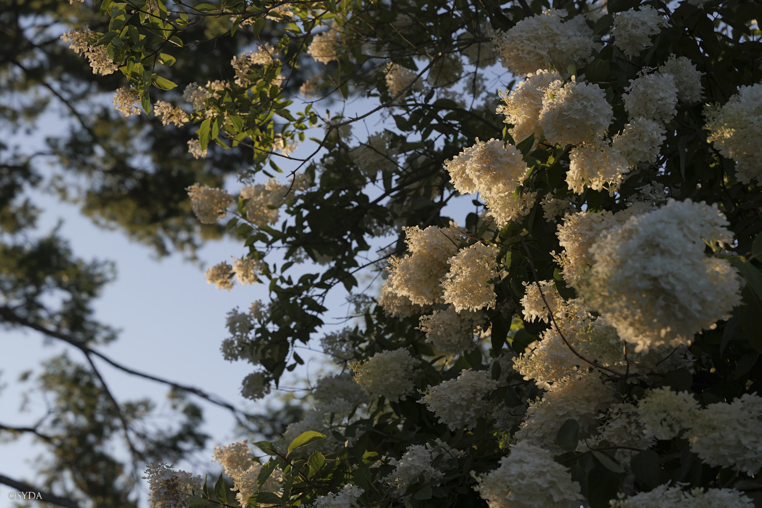 Nature Image