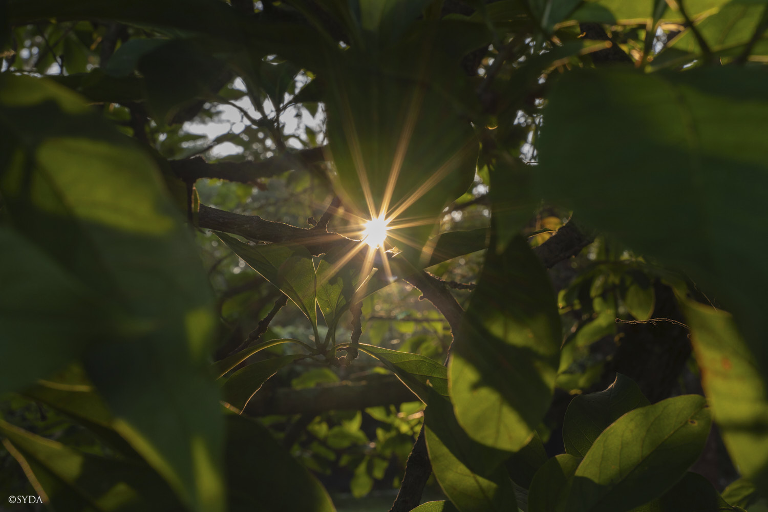 Nature Image