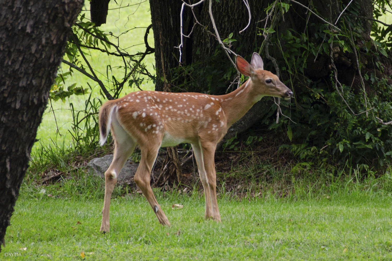 Nature Image
