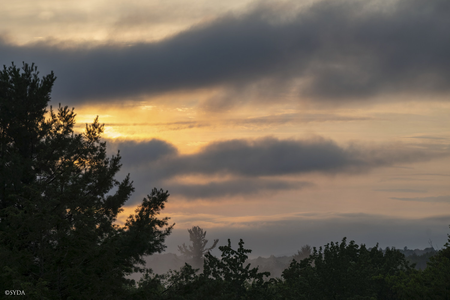 Nature Image