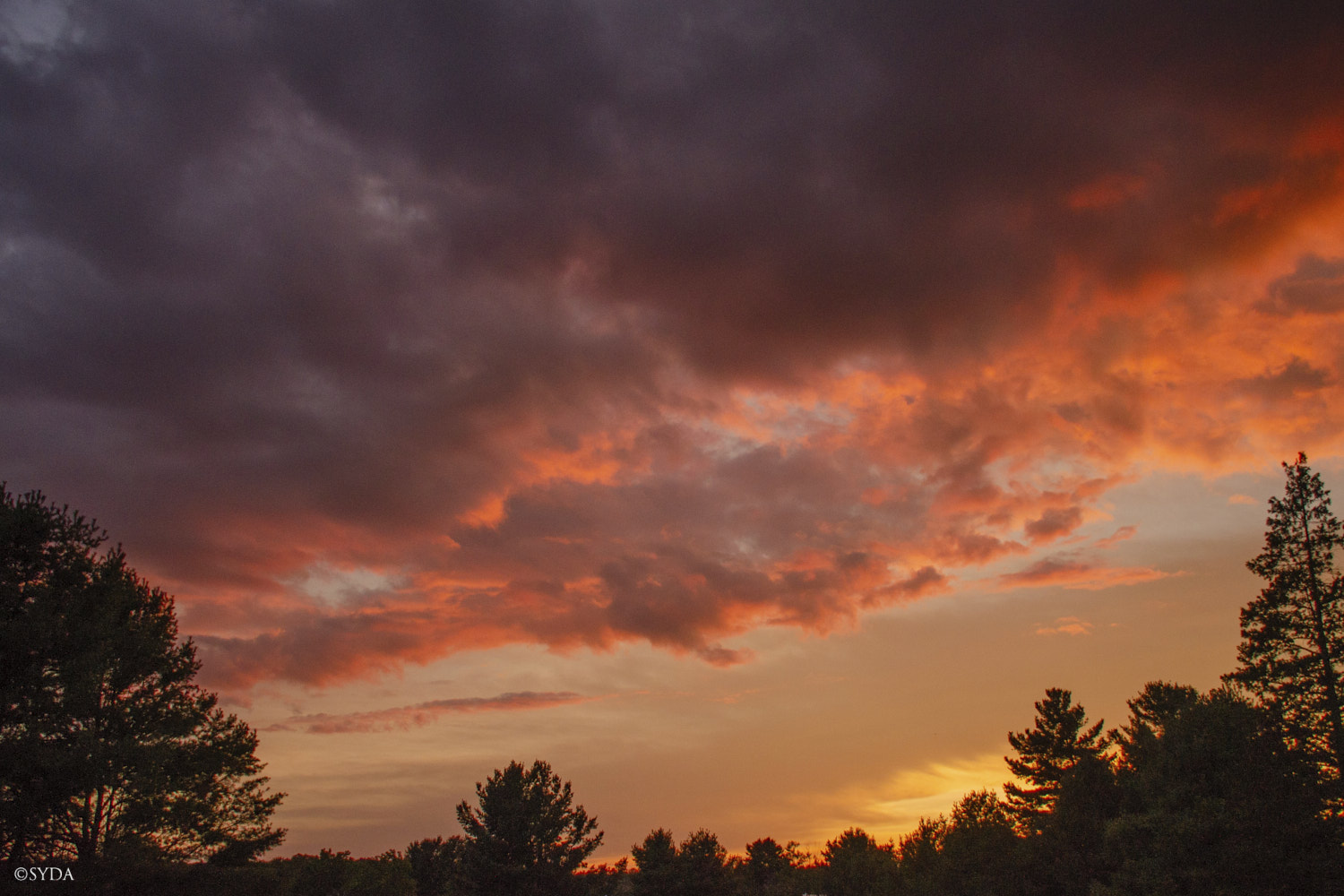 Nature Image