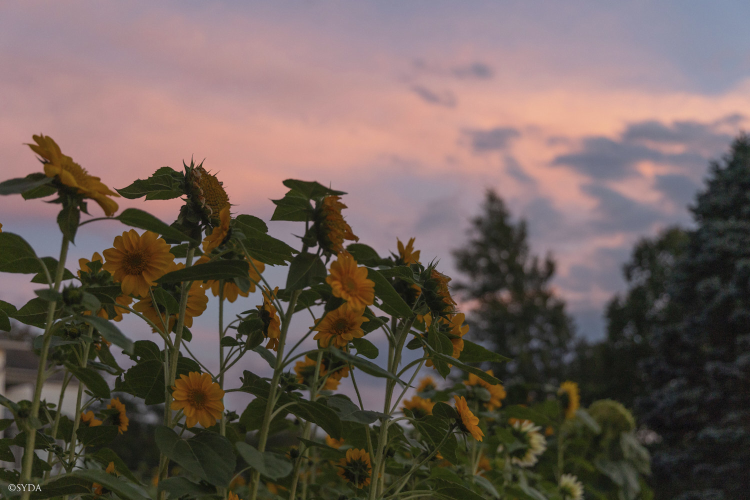 Nature Image