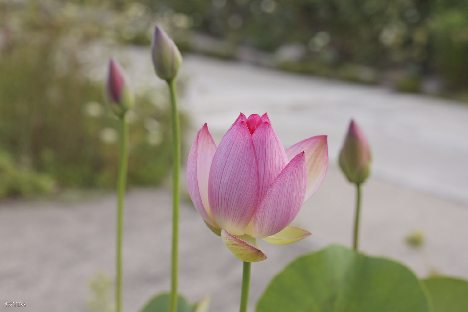 Nature Image