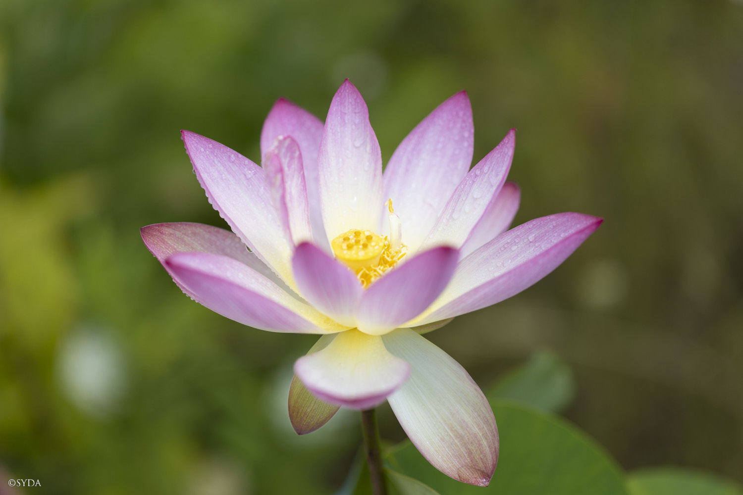 Nature Image