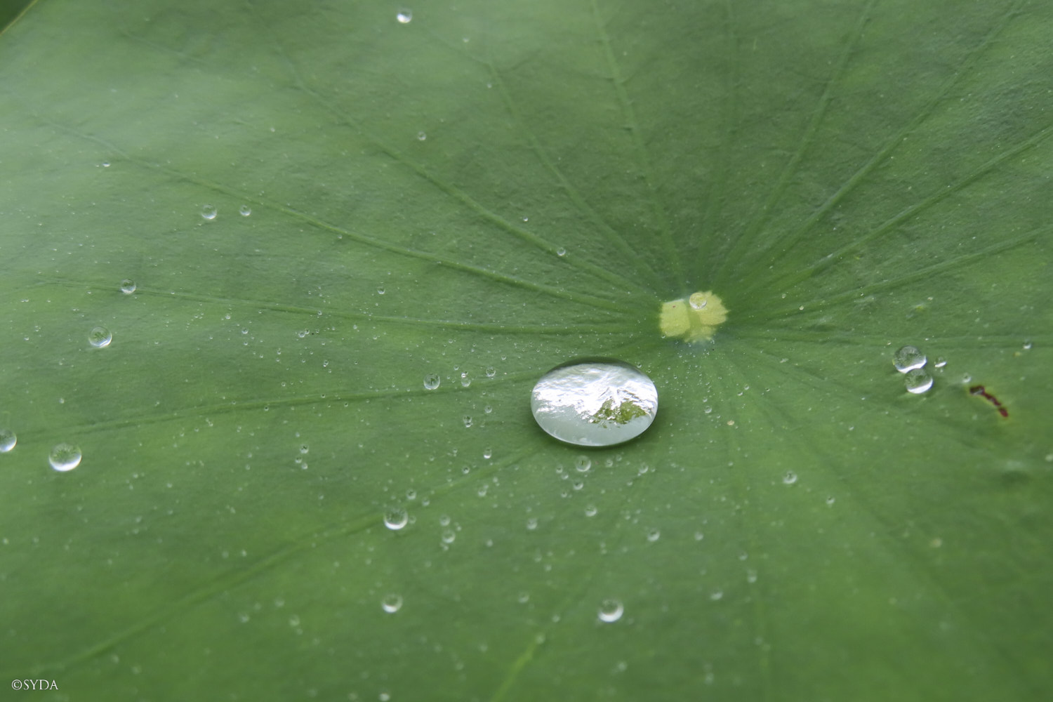 Nature Image