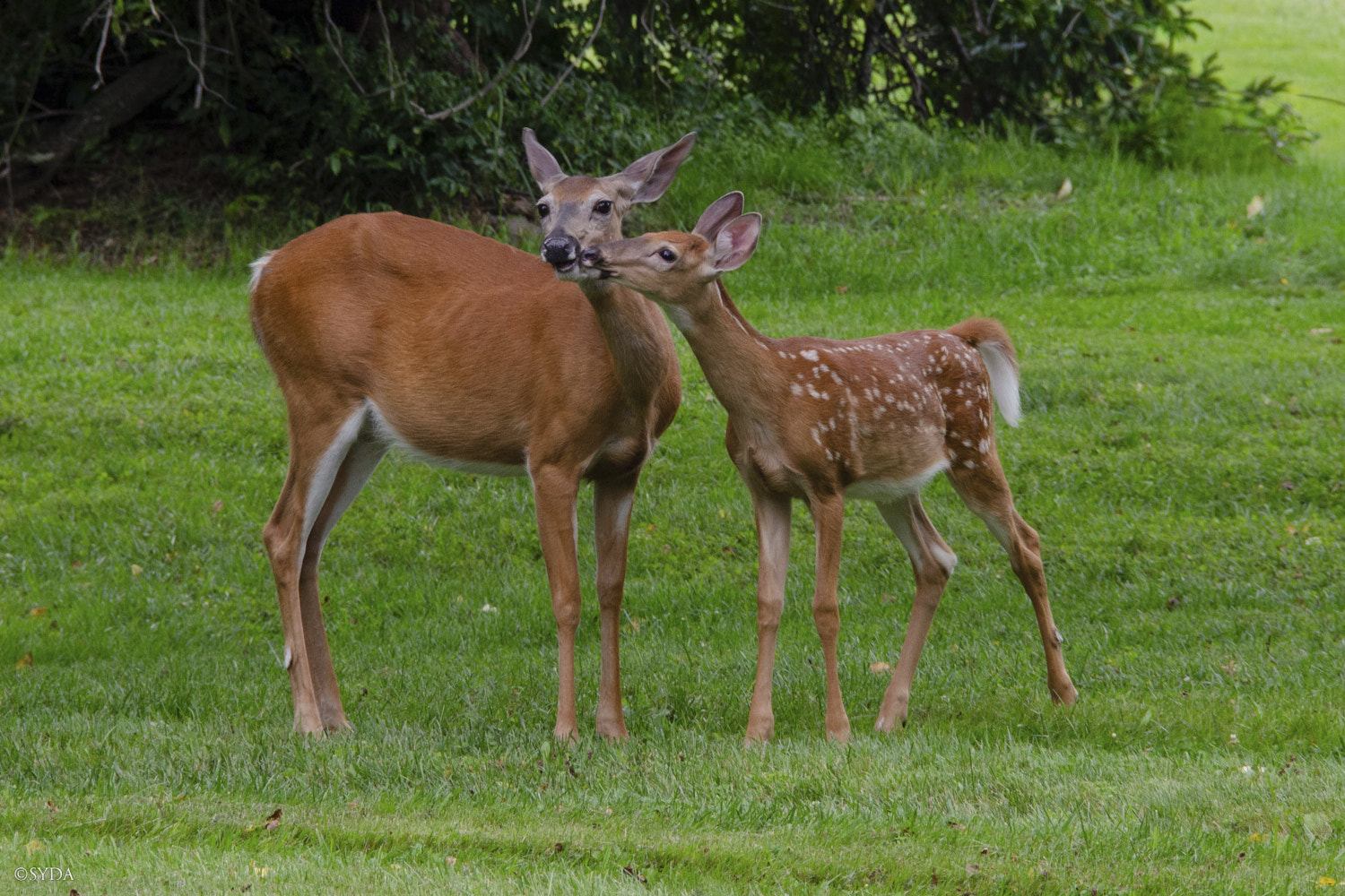 Nature Image