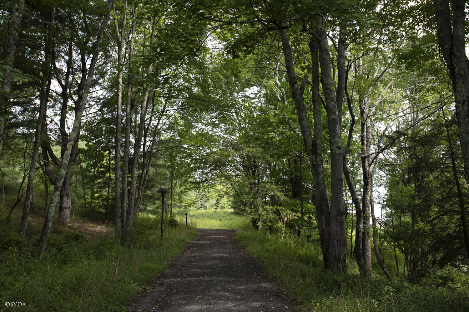 Nature Image