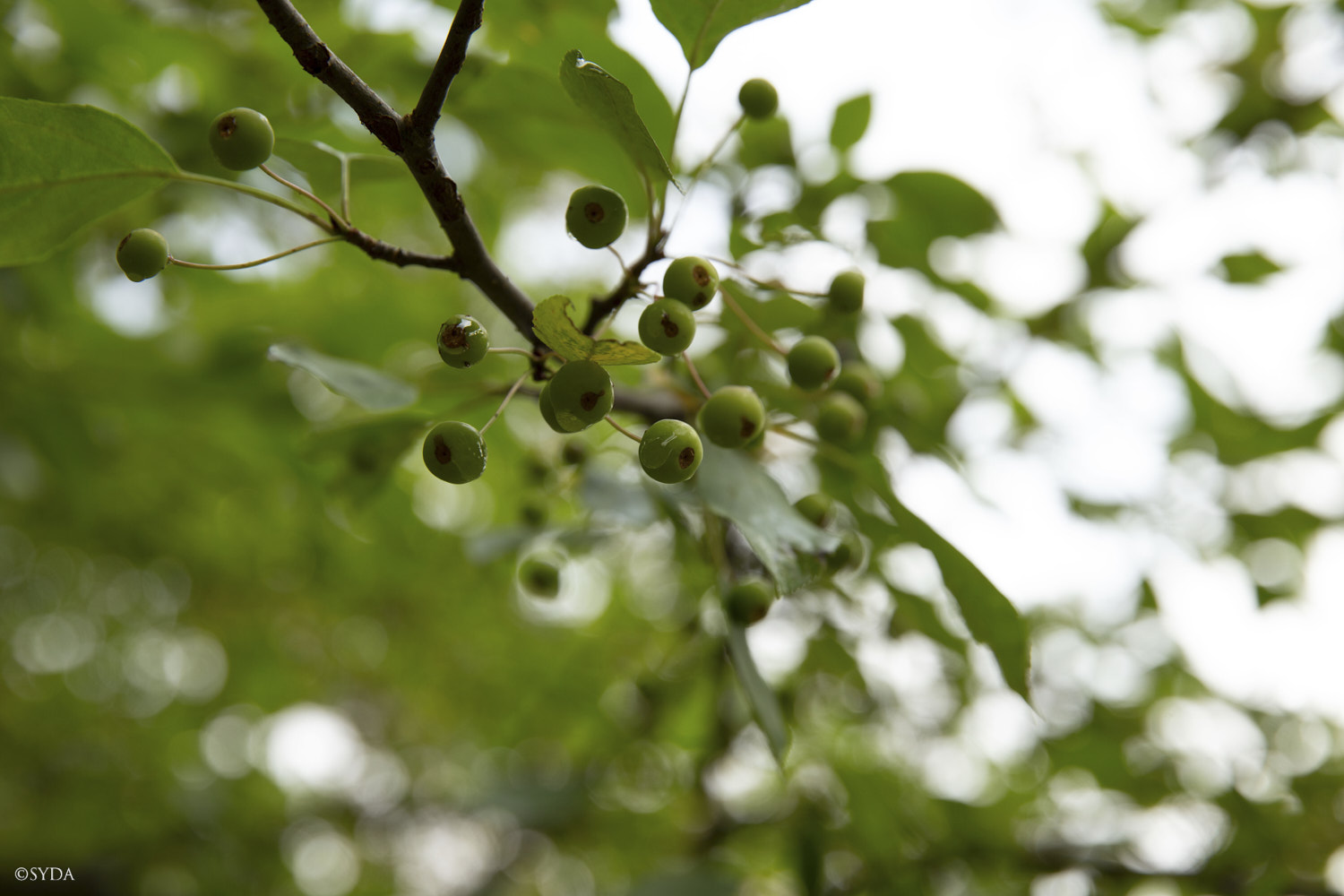 Nature Image