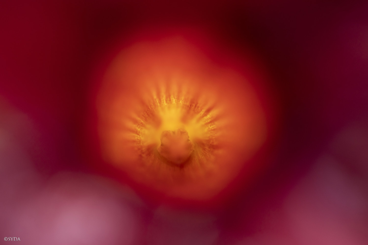 Nature Image
