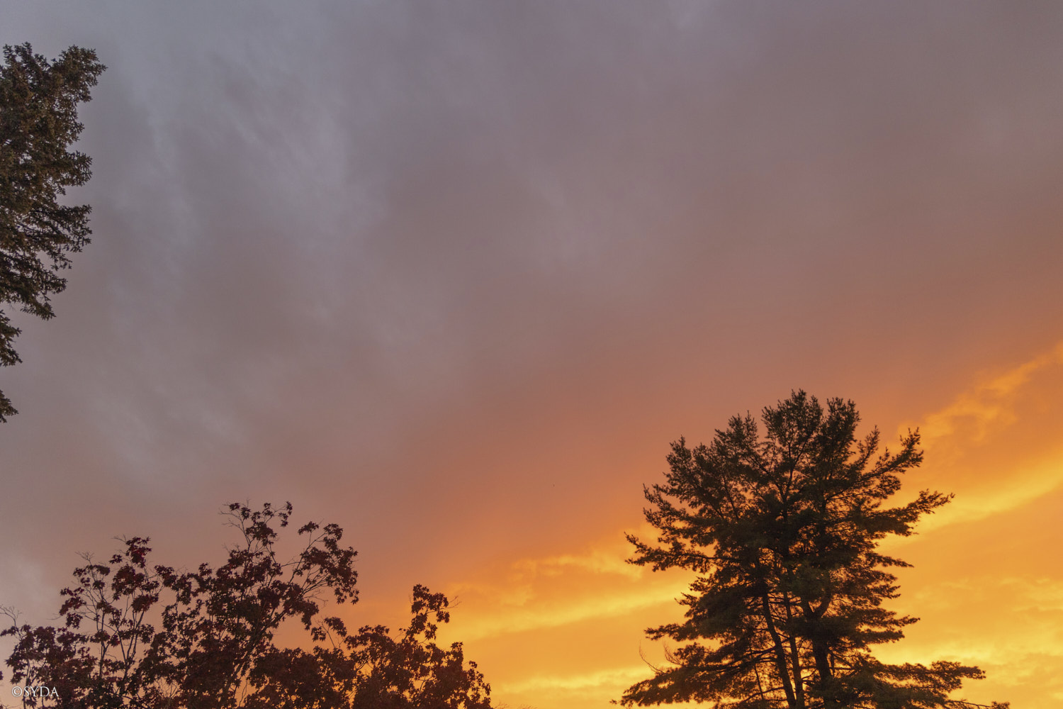 Nature Image