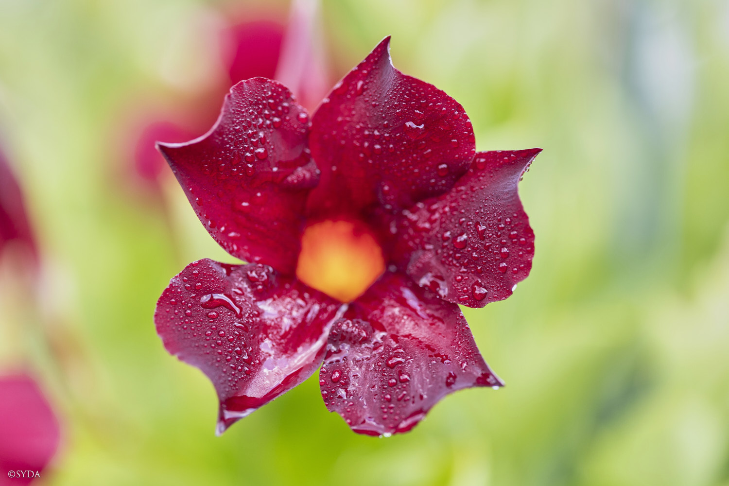 Nature Image