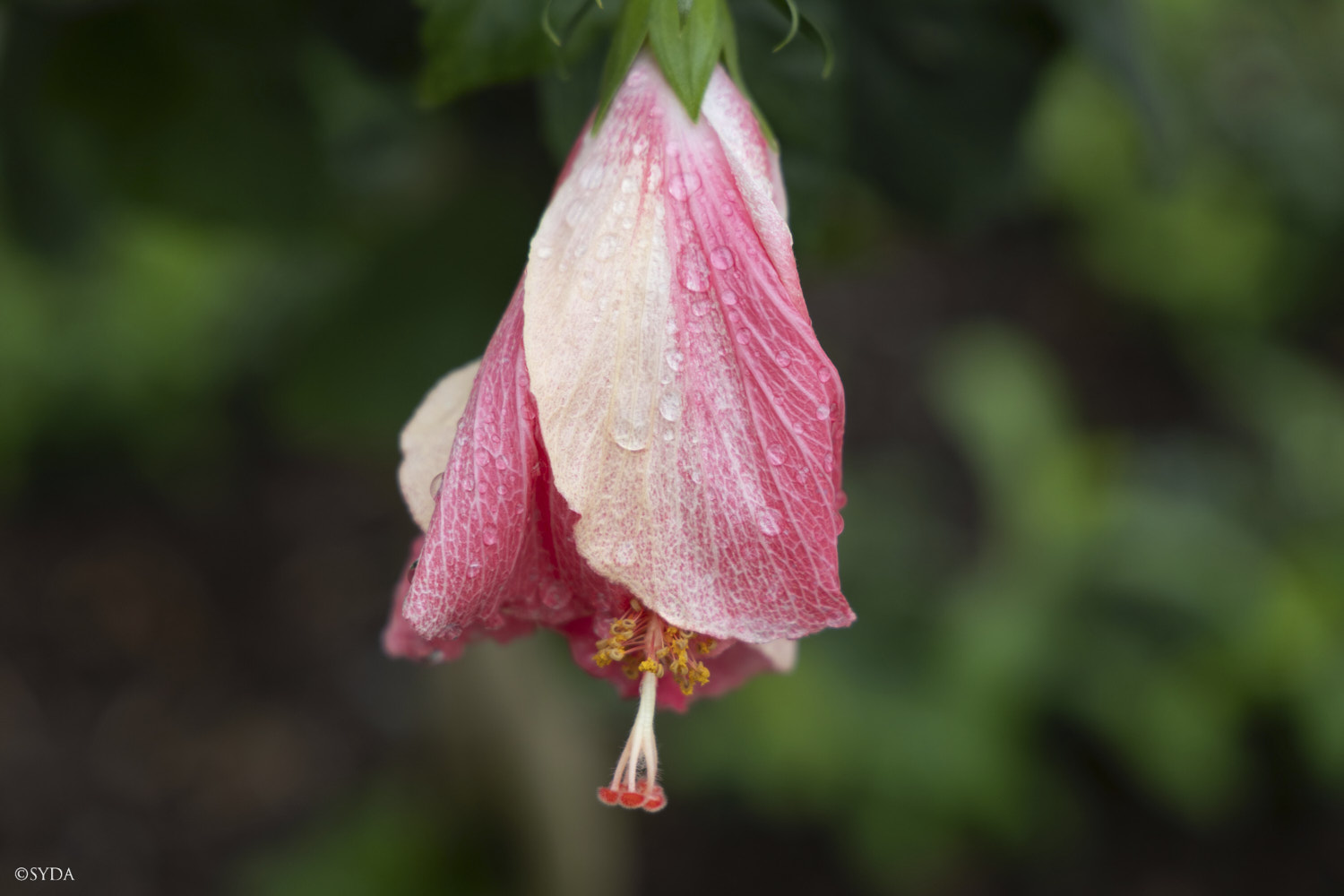 Nature Image