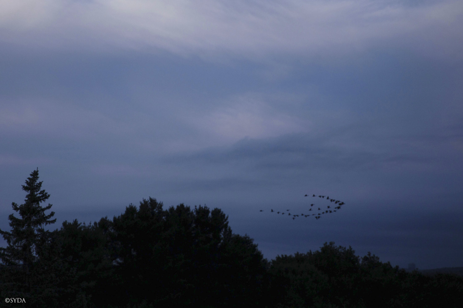 Nature Image