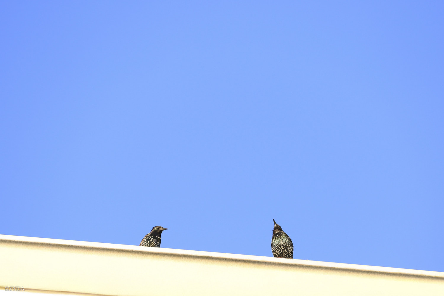 Nature Image