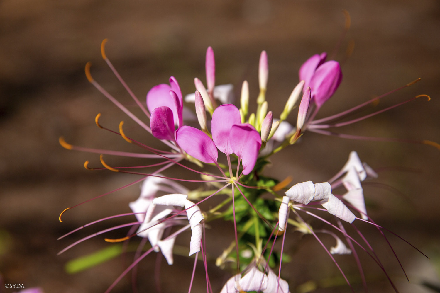 Nature Image