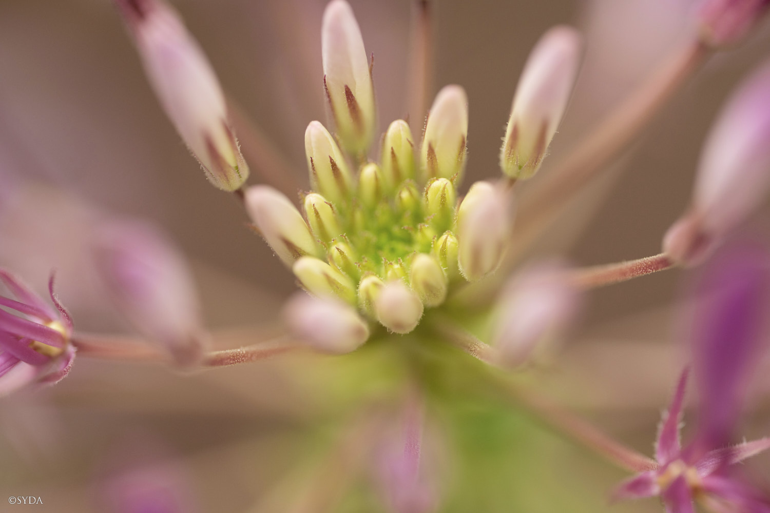 Nature Image