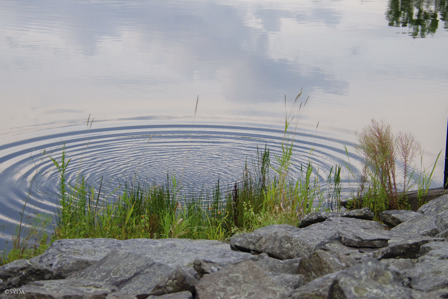 Nature Image